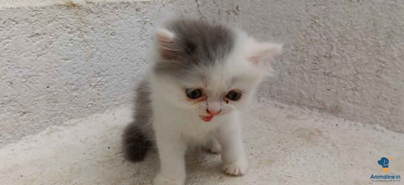 Purebred Persian Kittens Available in Chhatarpur