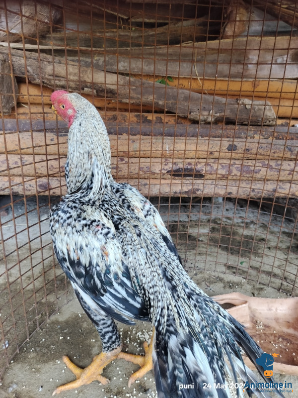 1 year    breeding purpose 