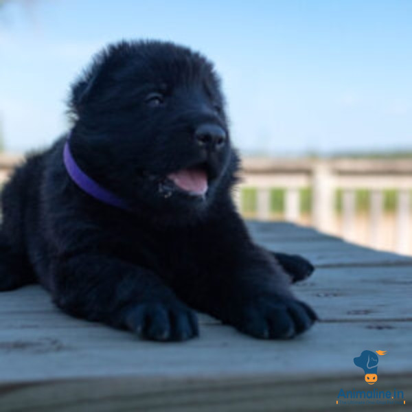 Black puppy cutee dog