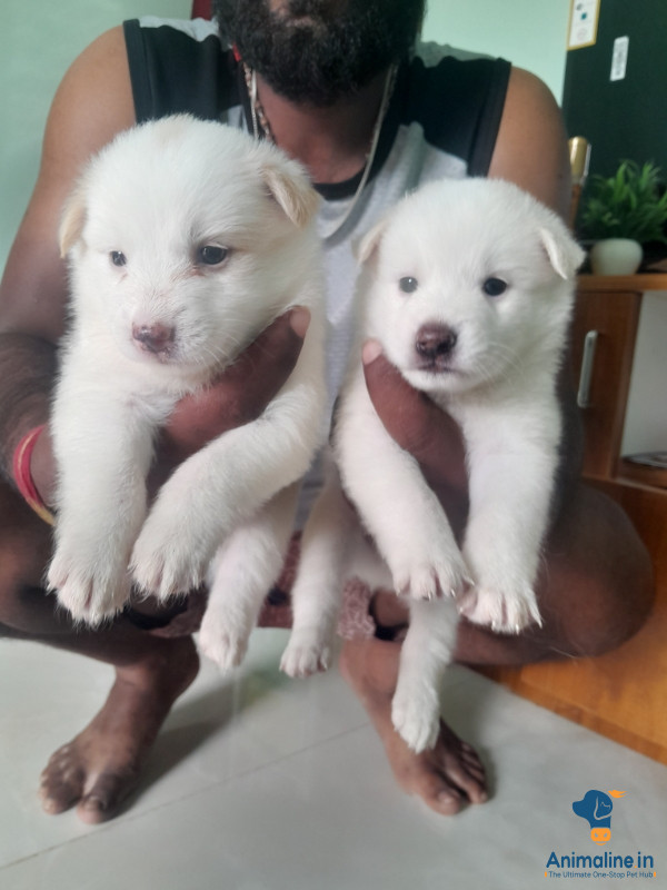 2 female puppies and 2 male puppies 