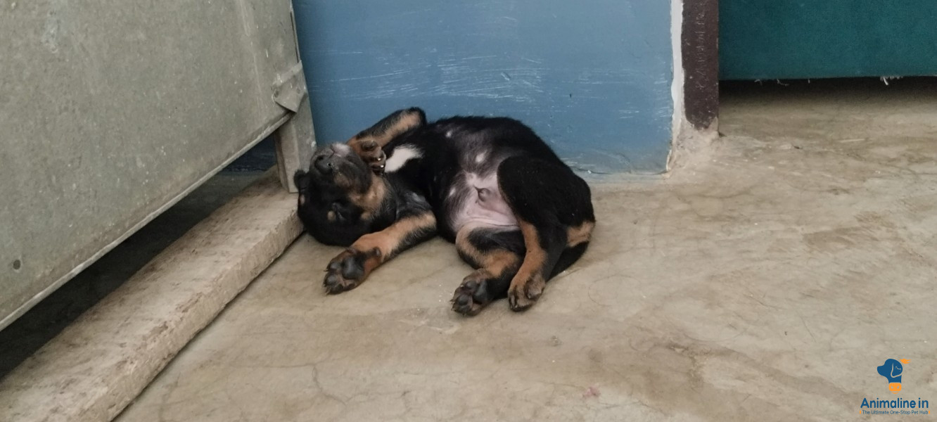Puppies good health 