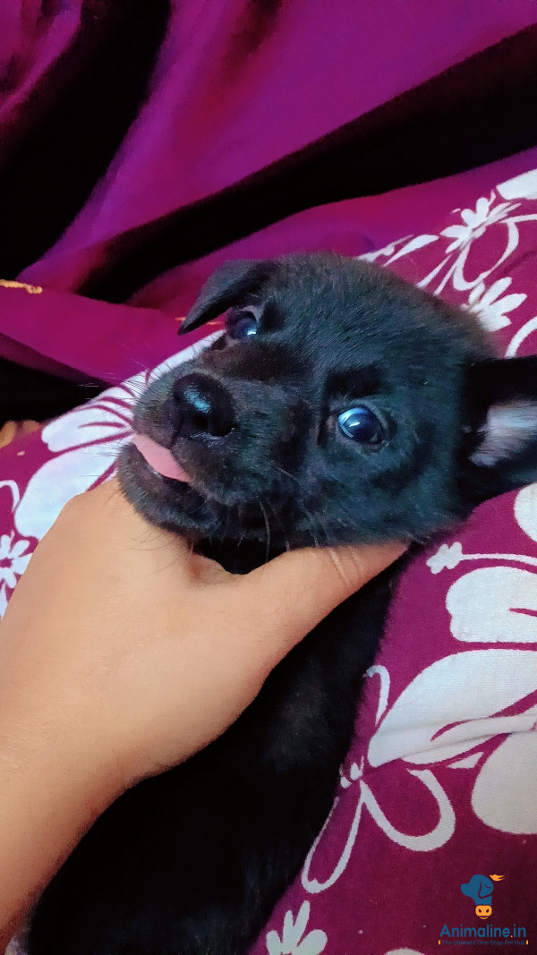 Premium Normal Dog Dog for Adoption