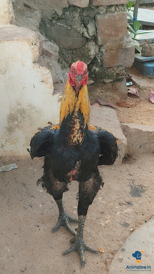 Healthy and Active Male Miri for Sale