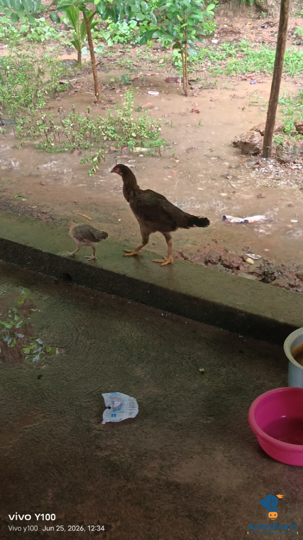 ಎಂಟು ತಿಂಗಳು ಒಂದು ವರ್ಷದ ಮರಿಗಳು 