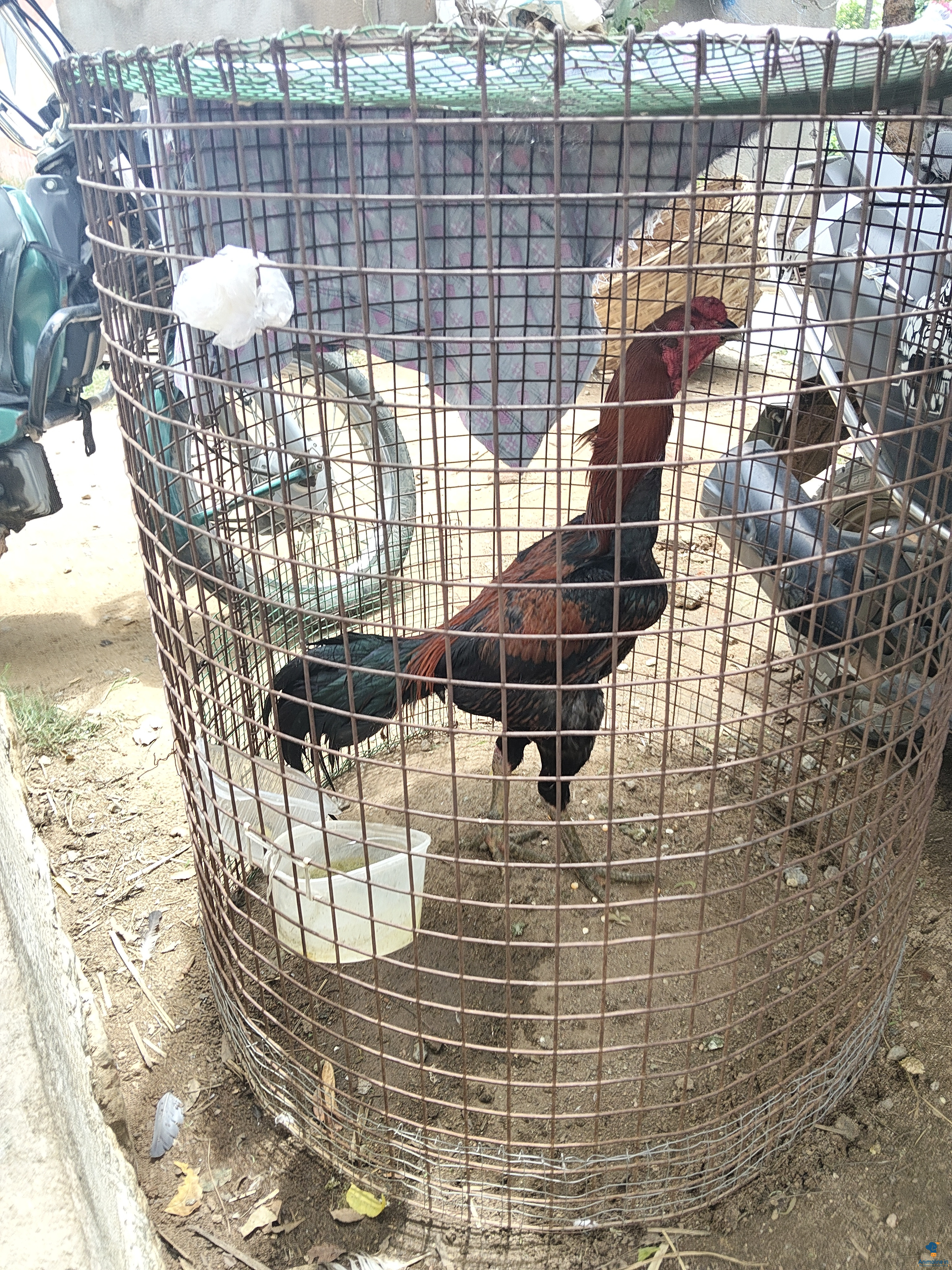 Premium Aseel Hen for Adoption