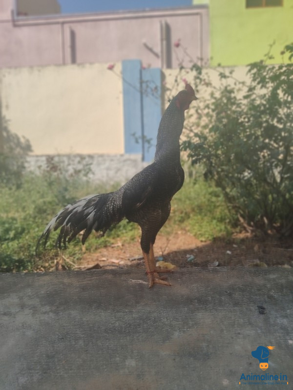ಮಾರಾಟಕ್ಕಿದೆ ಆರೋಗ್ಯಕರ ಪುರುಷ Aseel