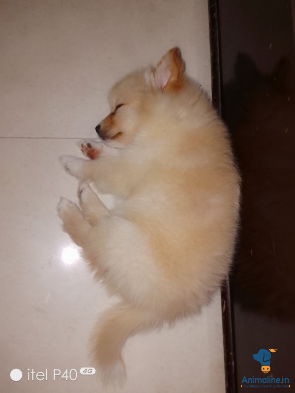 Culture pom female 