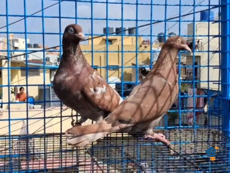 3 dasta pair for sale.