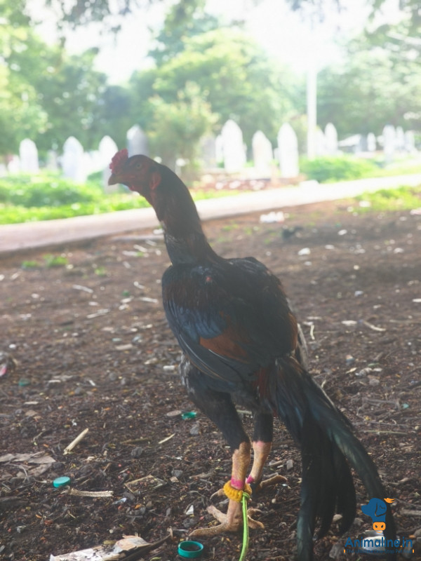 Healthy and Active Male Aseel for Sale