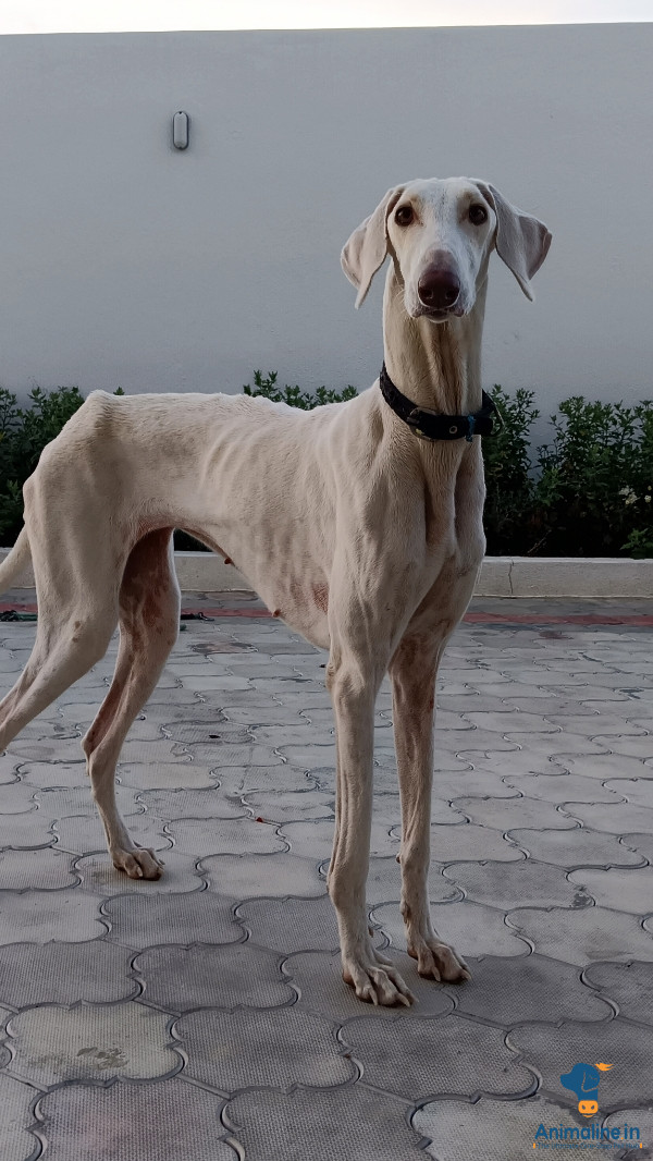 2 year old dog