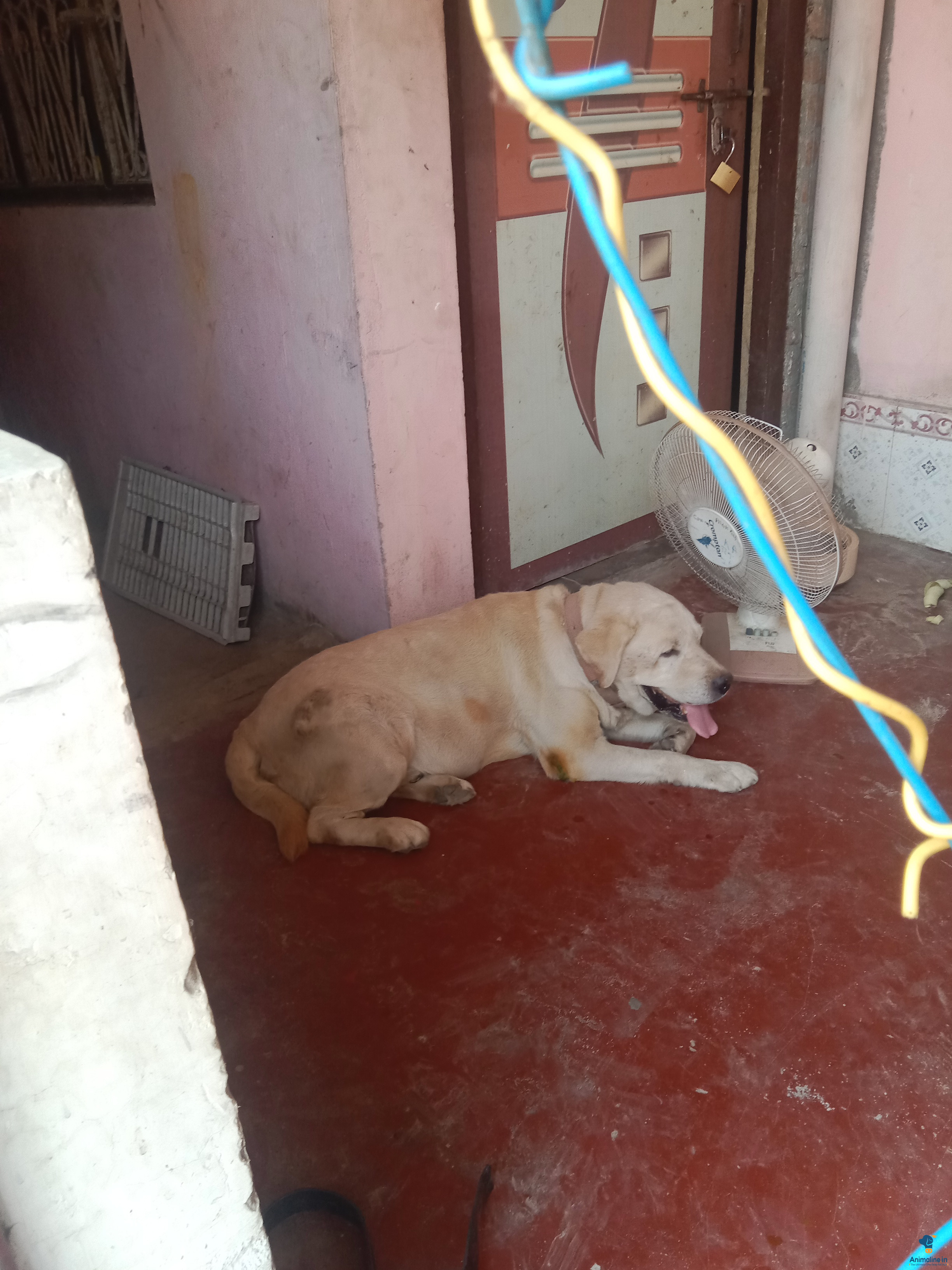 High quality dog breed Labrador Labrador retriever ine Lo pr