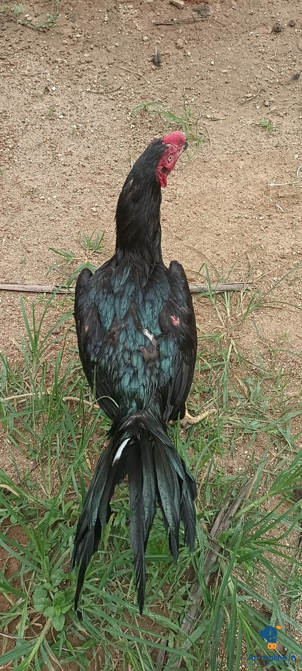 ಮಾರಾಟಕ್ಕಿದೆ ಆರೋಗ್ಯಕರ ಪುರುಷ Others