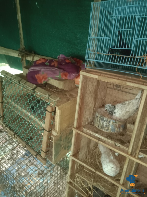 ಮಾರಾಟಕ್ಕಿದೆ ಆರೋಗ್ಯಕರ ಪುರುಷ