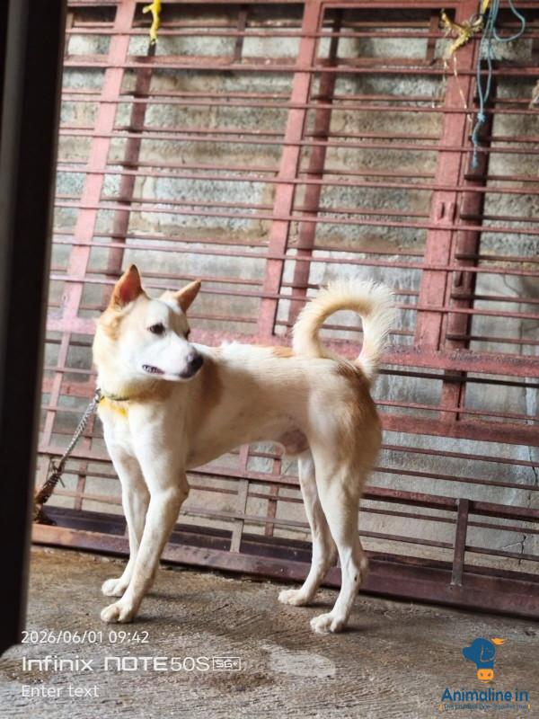 11 manta dog