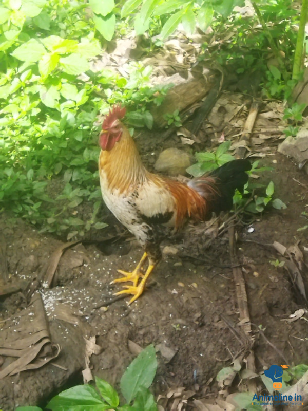 8 tingala hunja