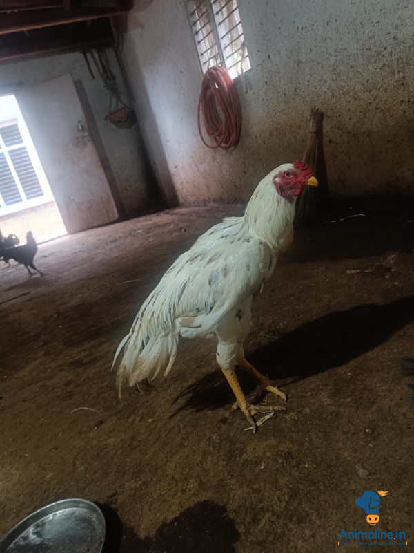 Healthy and Active Male Aseel for Sale