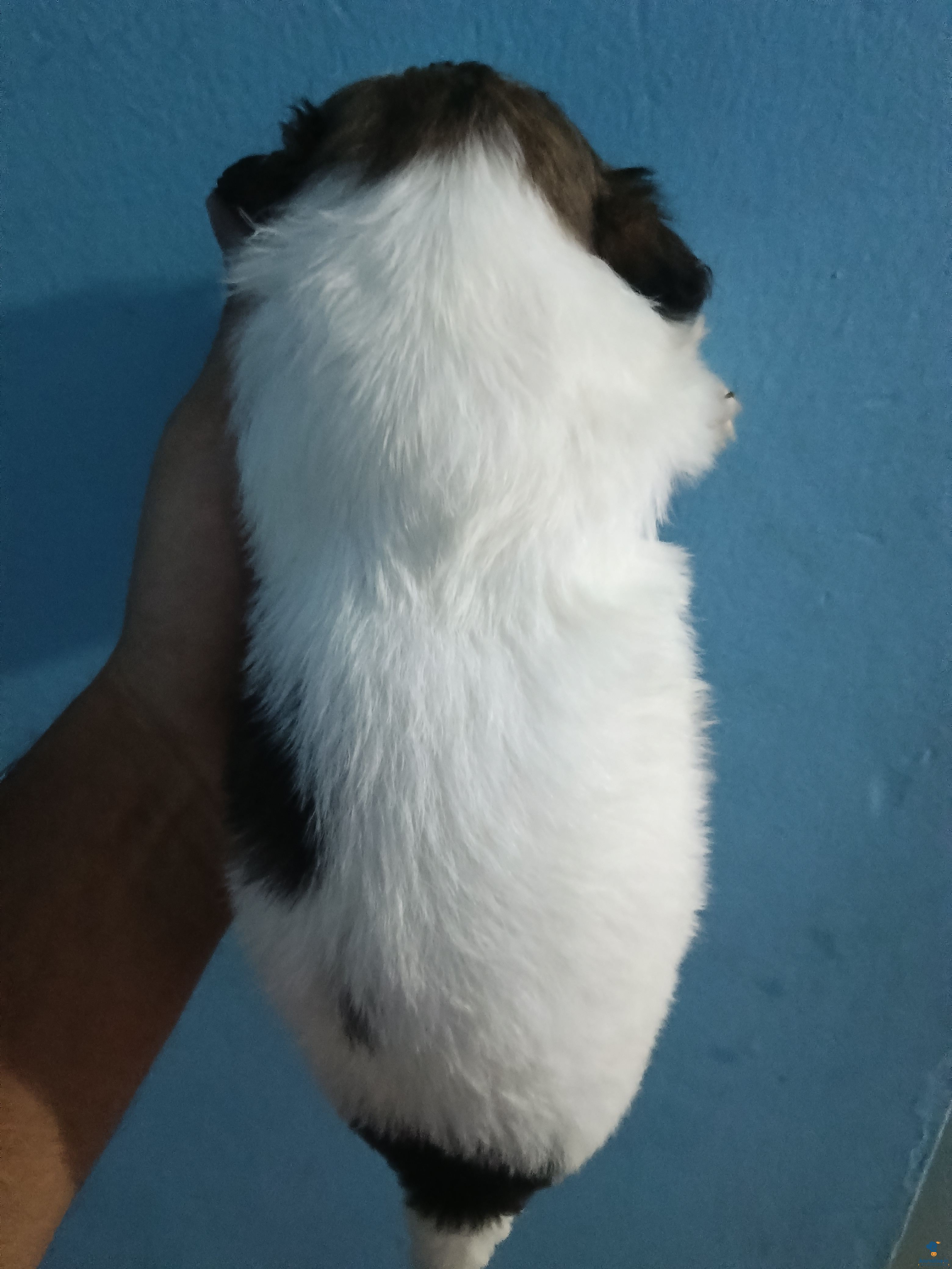 One month puppy 