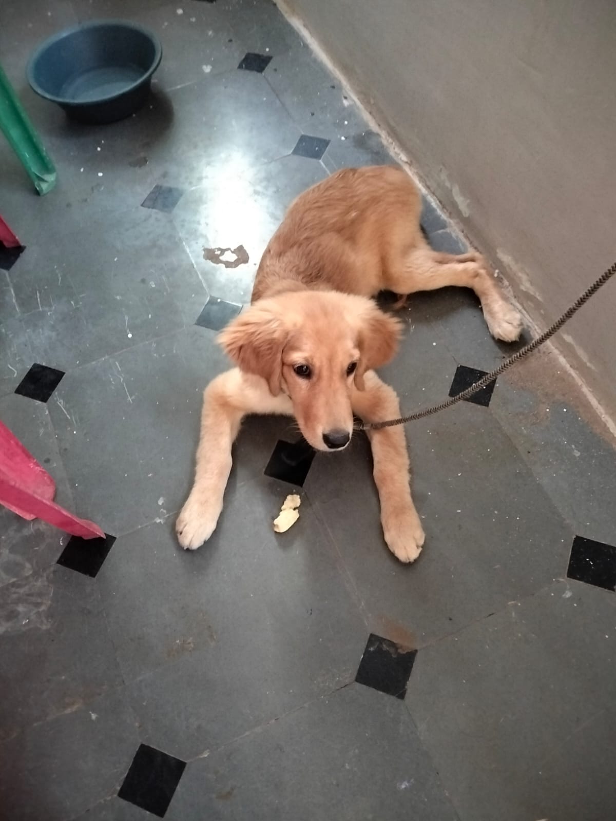 Golden retriever for sale
