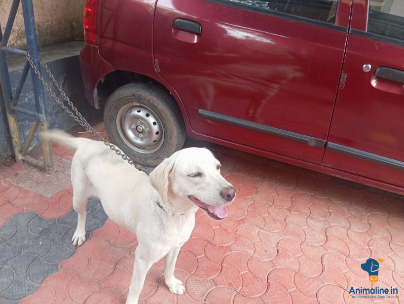 Premium Labrador Retriever Dog for Adoption