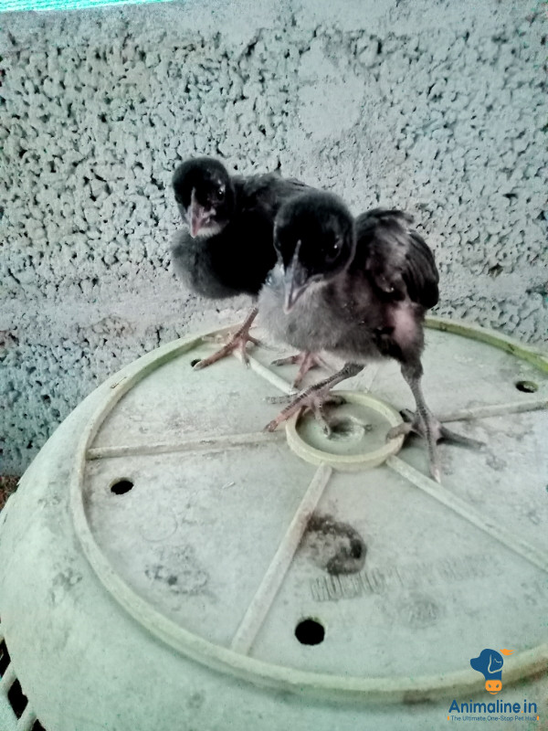 30 days asil male and feemel