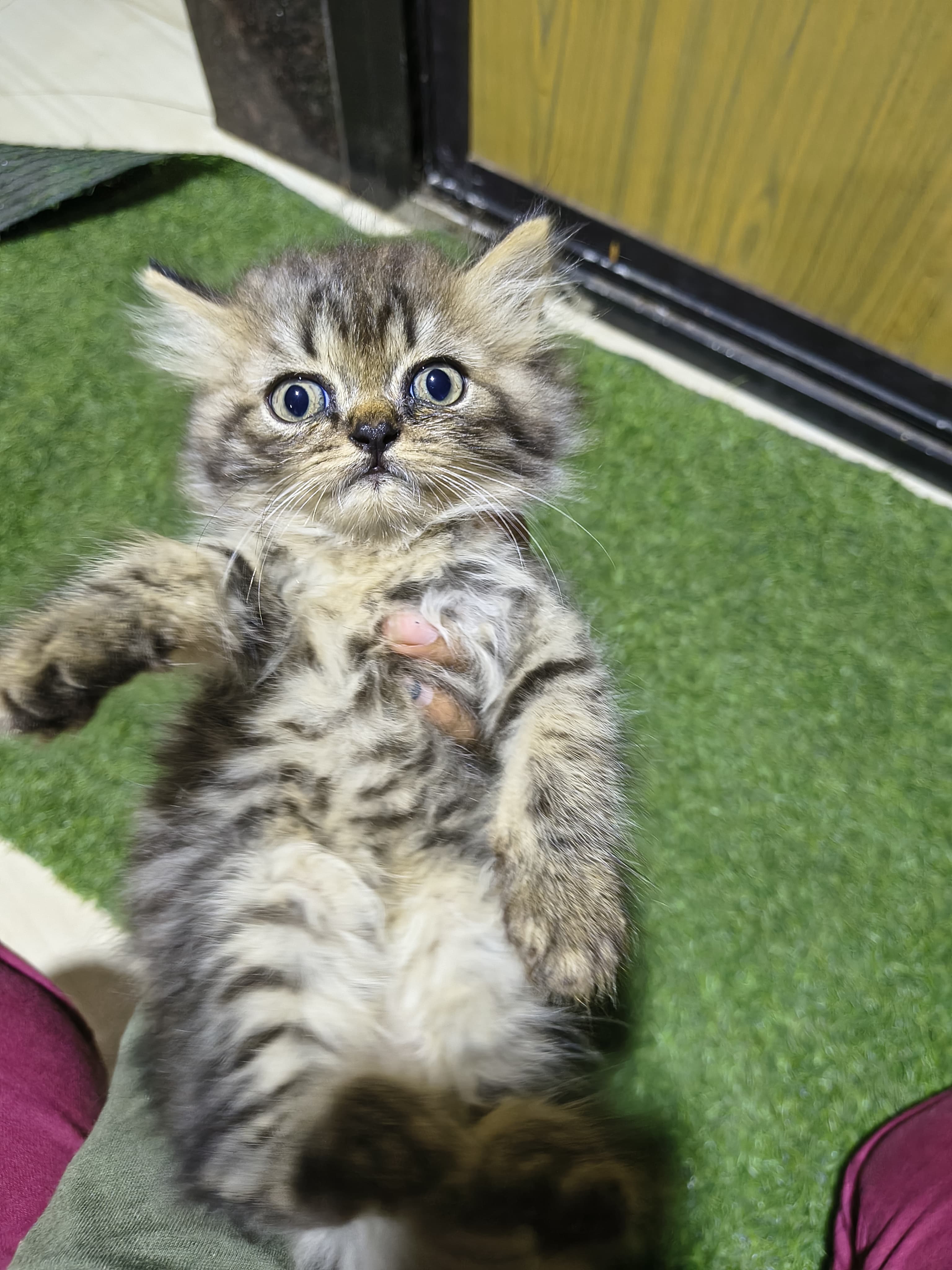 Persian cat puppy available here dm me