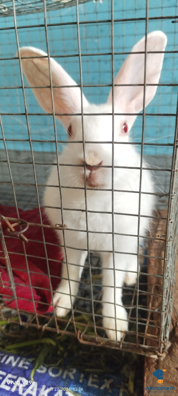 10 month rabbit