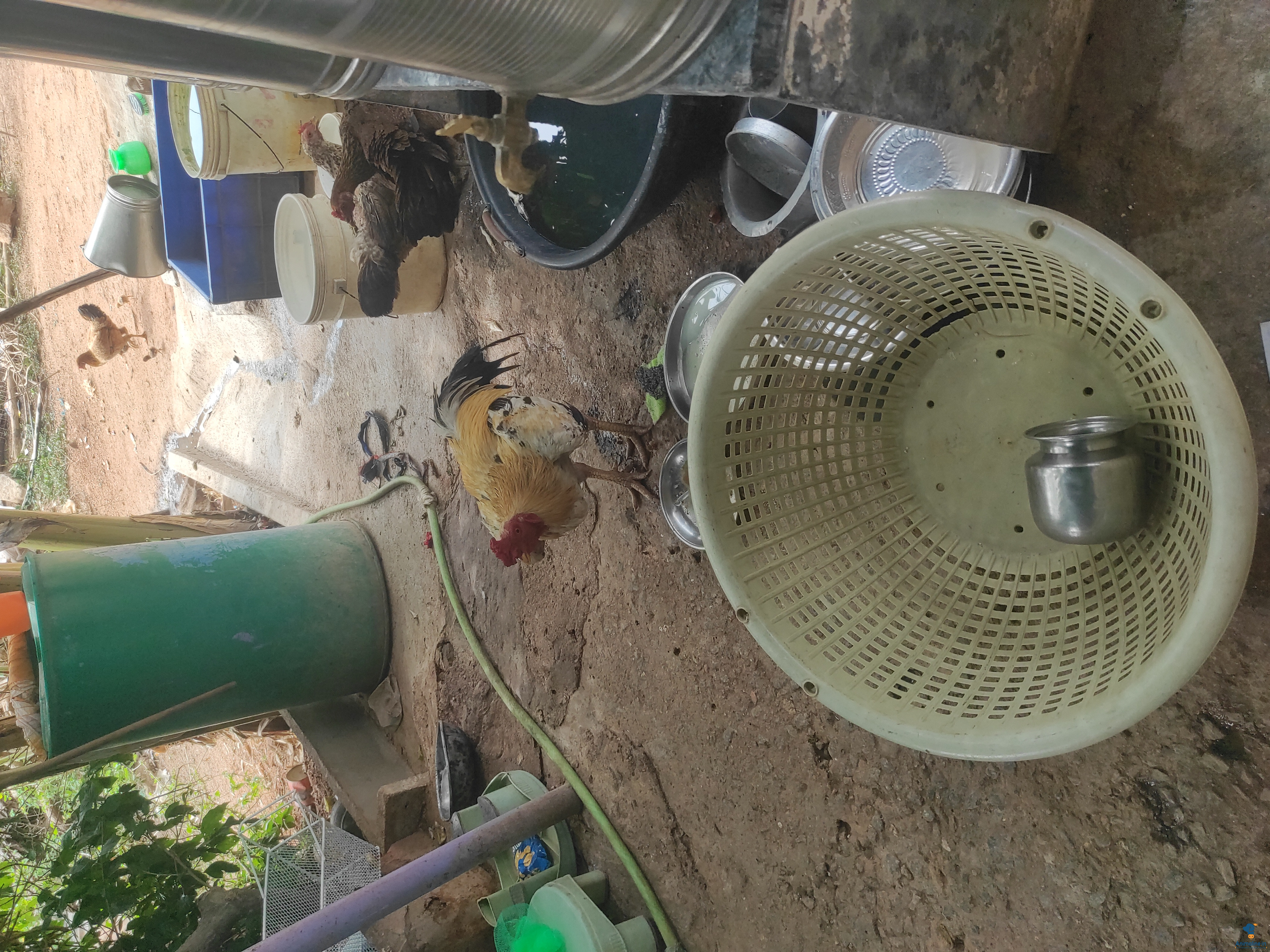 2 year old hen 