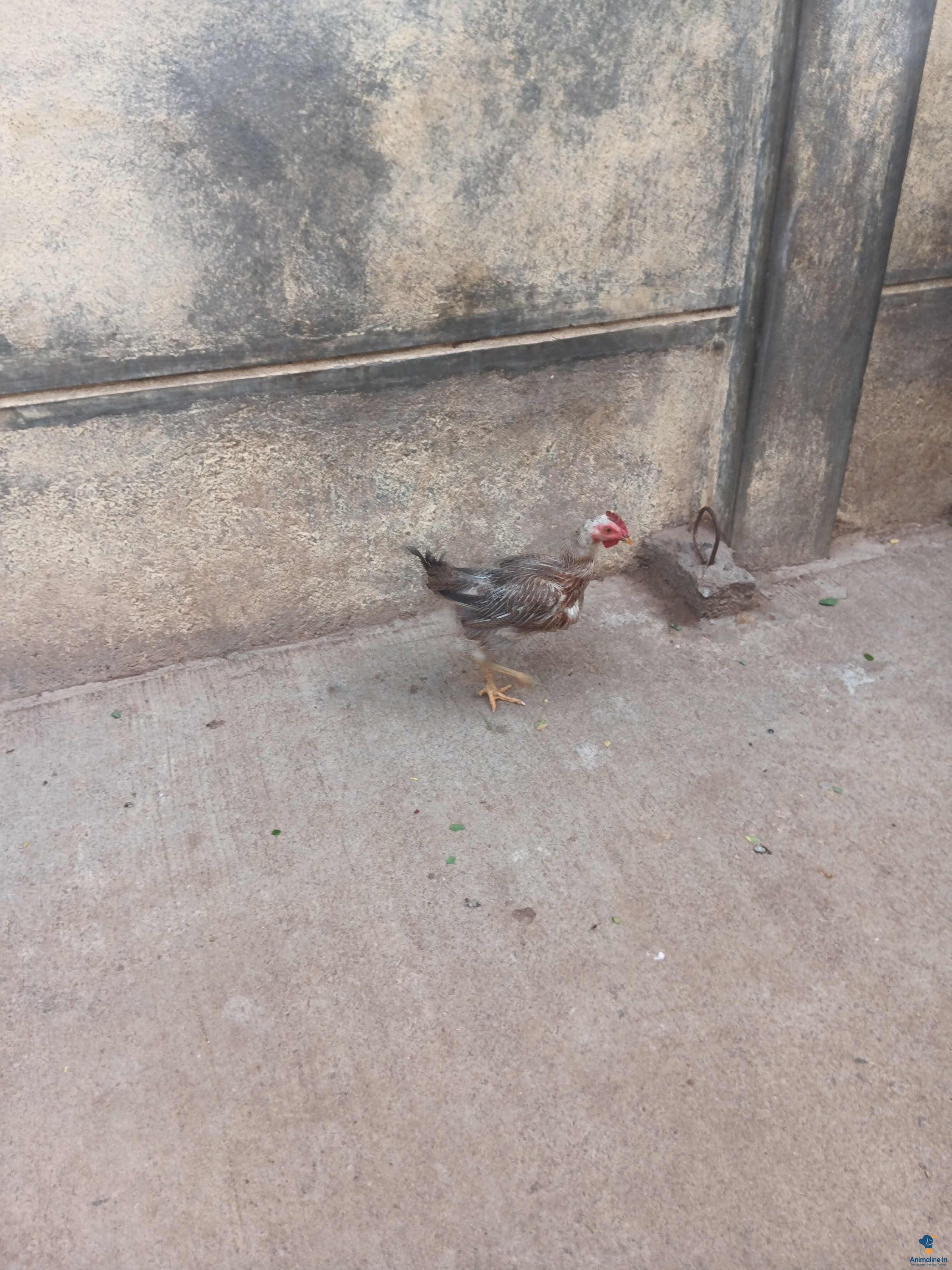 Premium Others Hen for Adoption