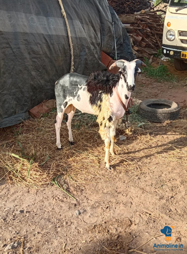 ಮಾರಾಟಕ್ಕಿದೆ ಆರೋಗ್ಯಕರ ಪುರುಷ Nali Sheep