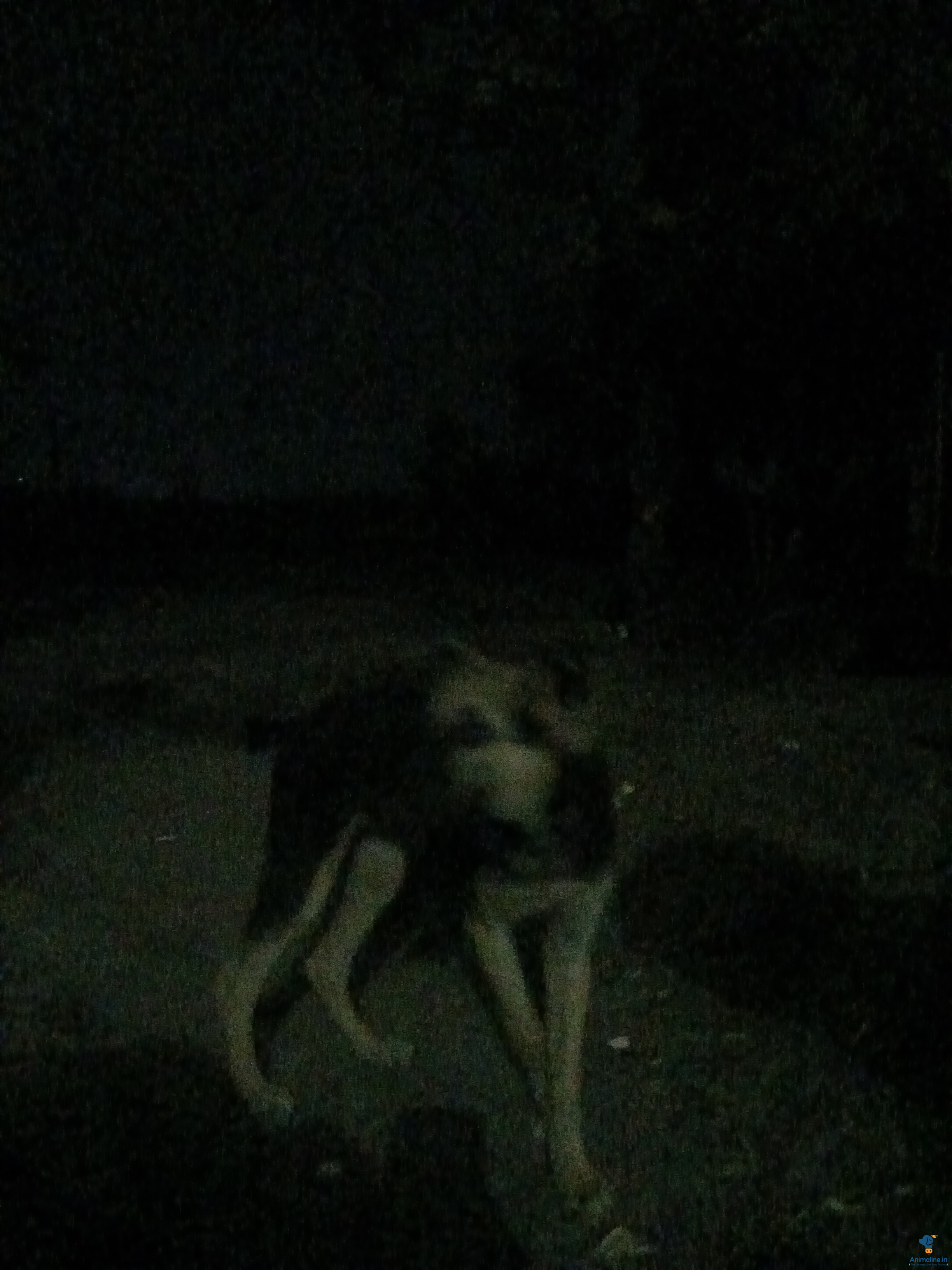 ಮಾರಾಟಕ್ಕಿದೆ ಆರೋಗ್ಯಕರ ಮಹಿಳೆ Indian Street Dog