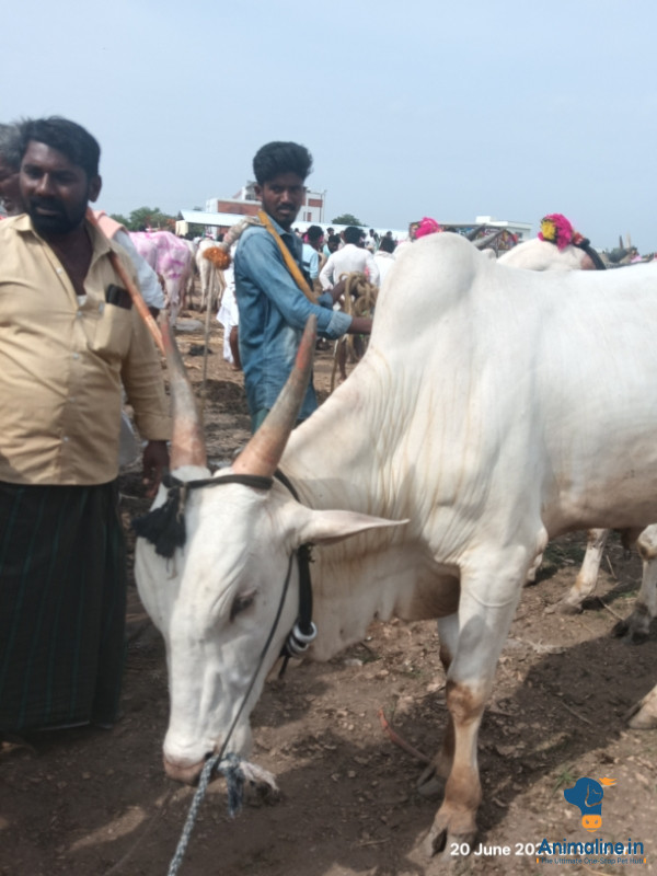 ಮಾರಾಟಕ್ಕಿದೆ ಆರೋಗ್ಯಕರ