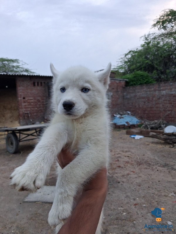 Pure white colour with blue eyes
