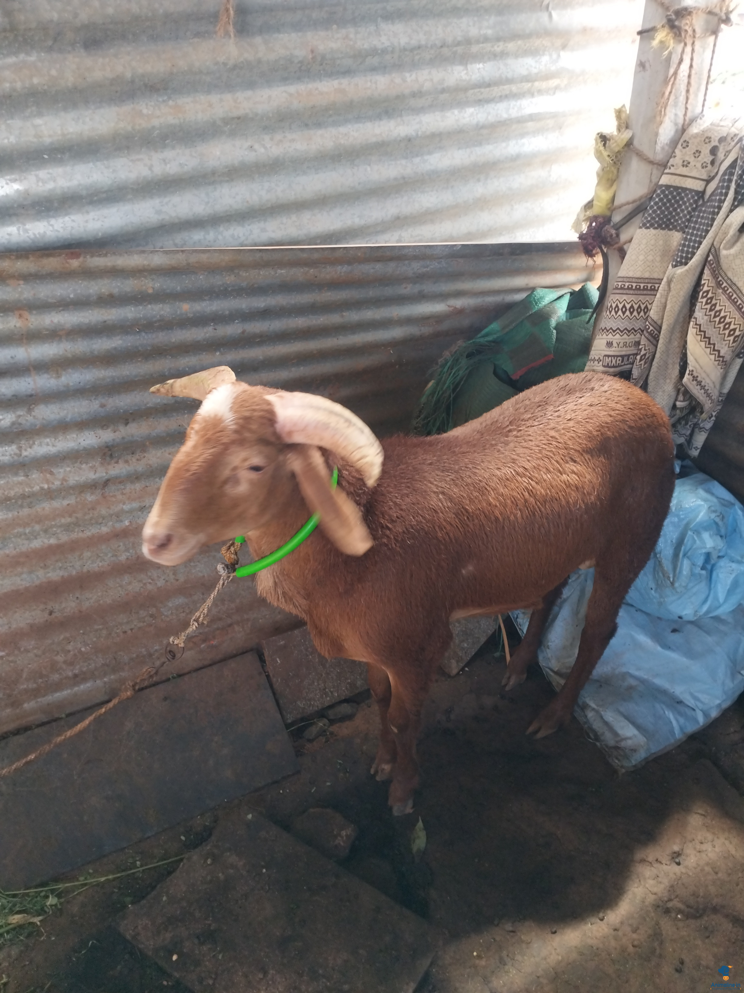8months old male sheep