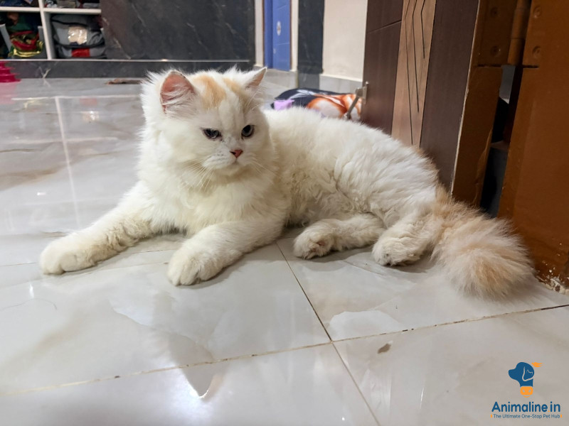9 months old 2  kitten 1 Male 1 female doll face Persian fully vaccinated