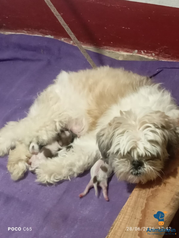 3female and 1male