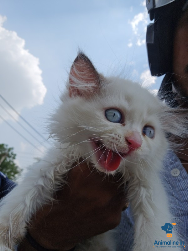 Persian cat