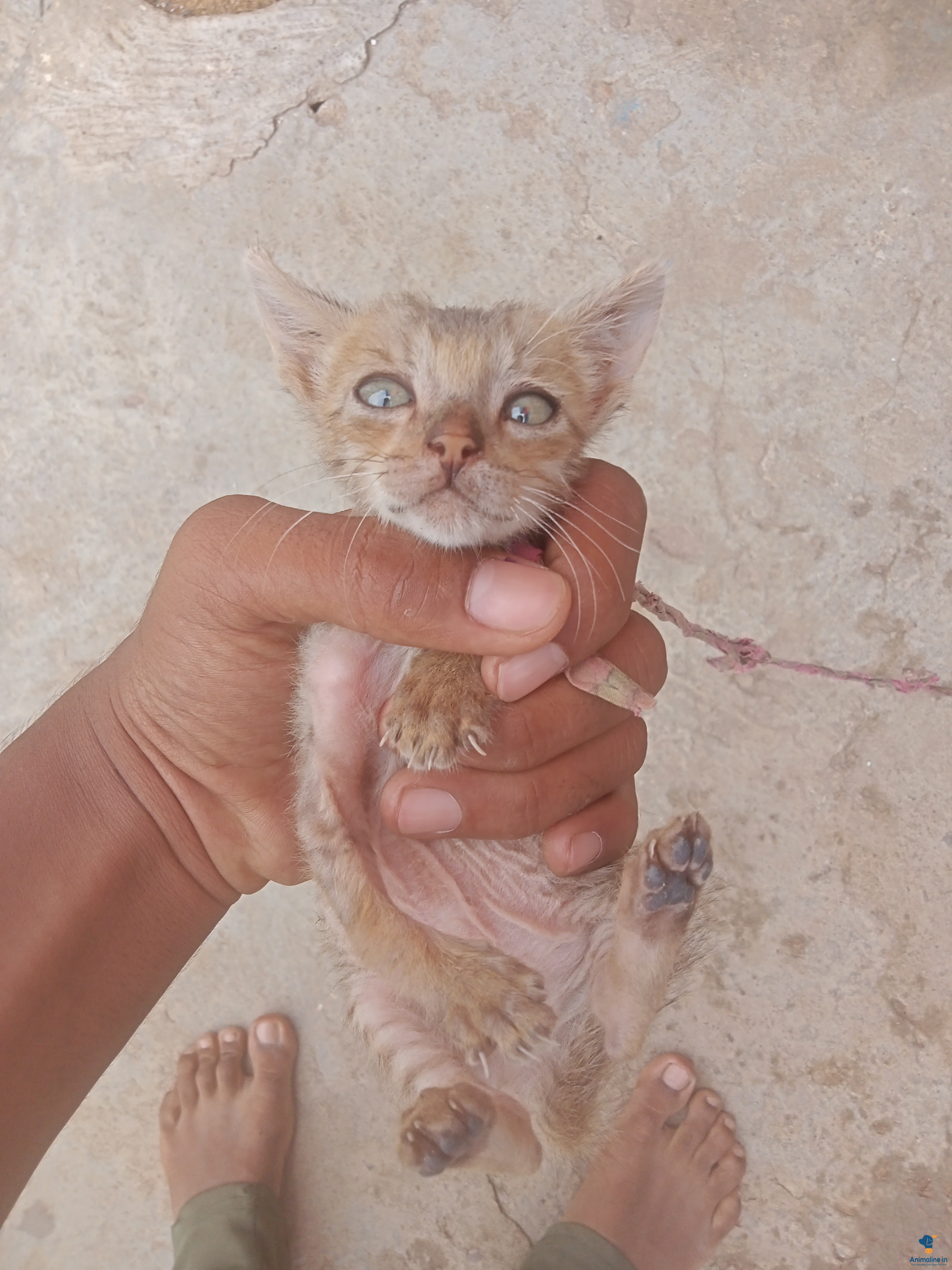 Female kitten