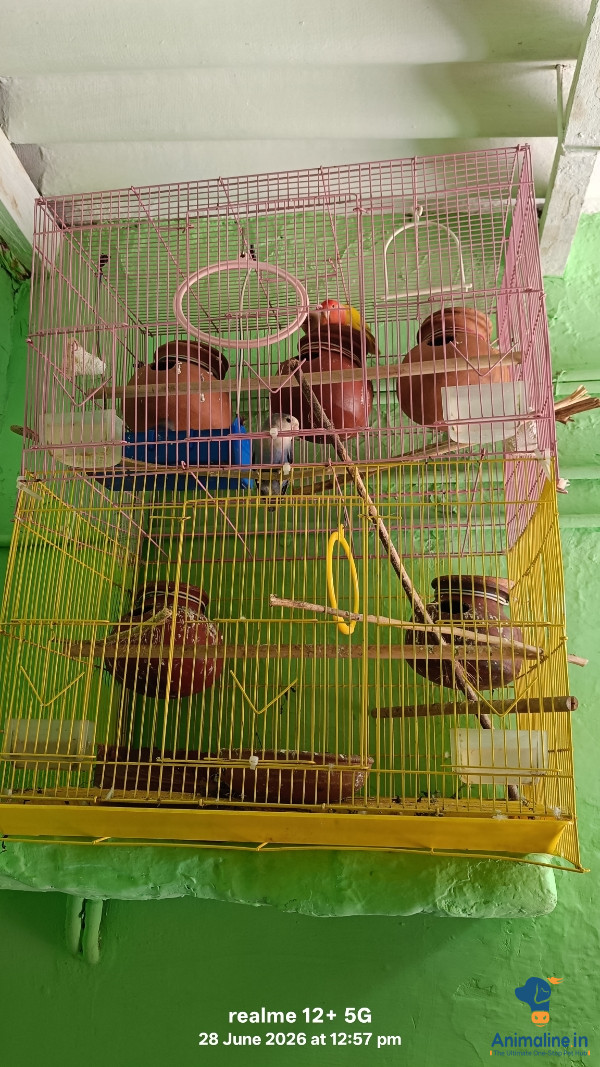 2 male 2 femel with cage 