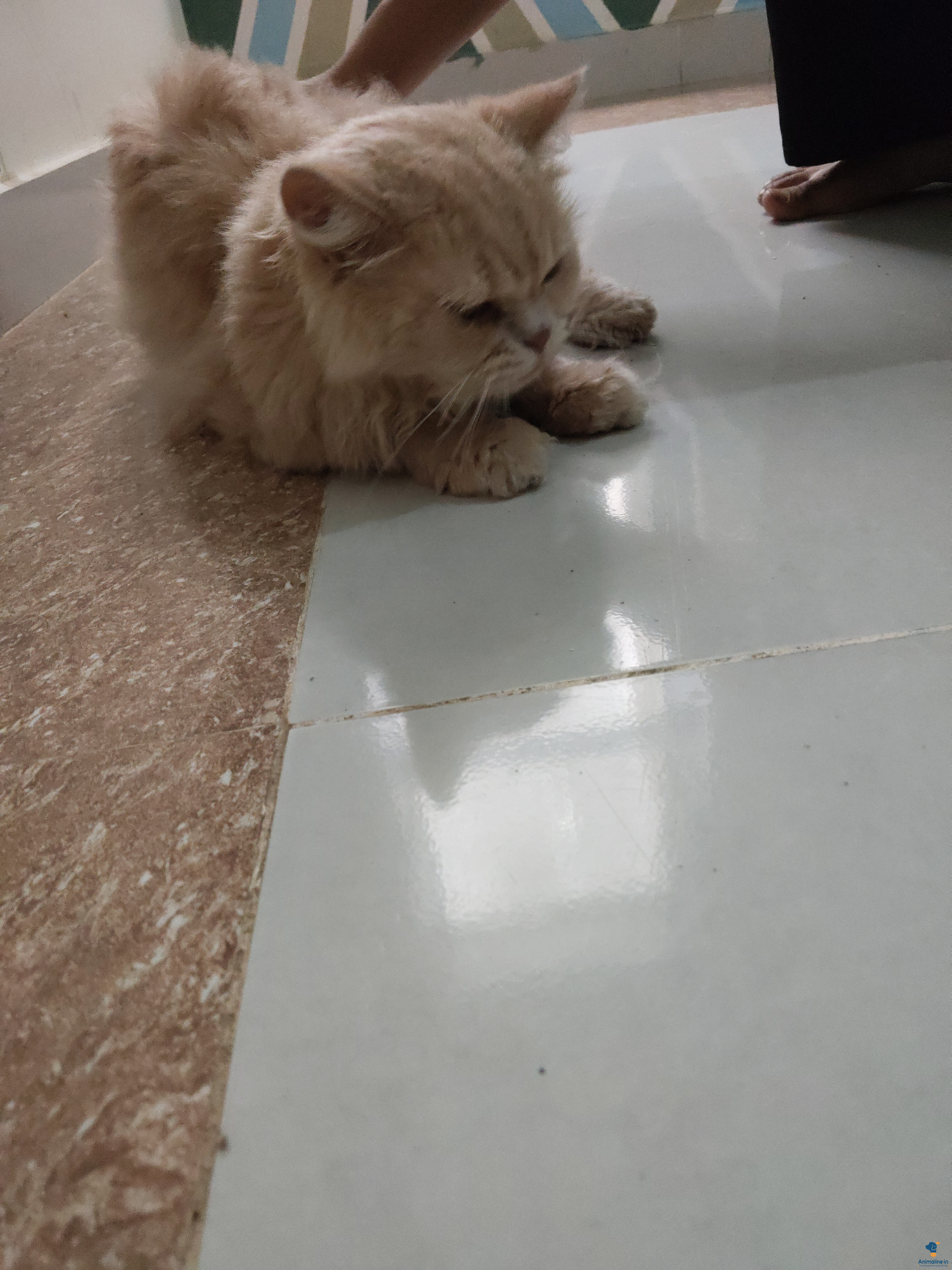 2 years male cat 