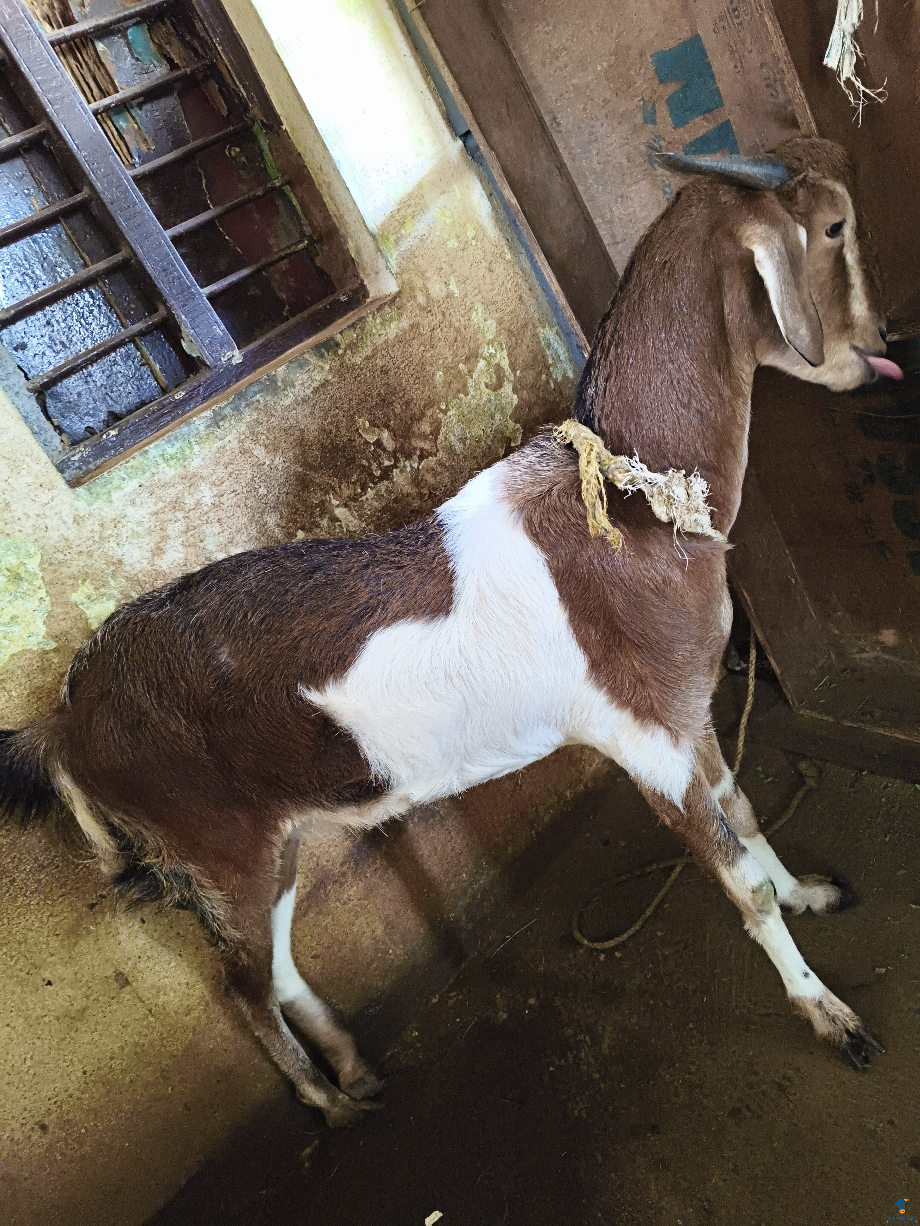 ಪ್ರೀಮಿಯಂ Others Goat {}
