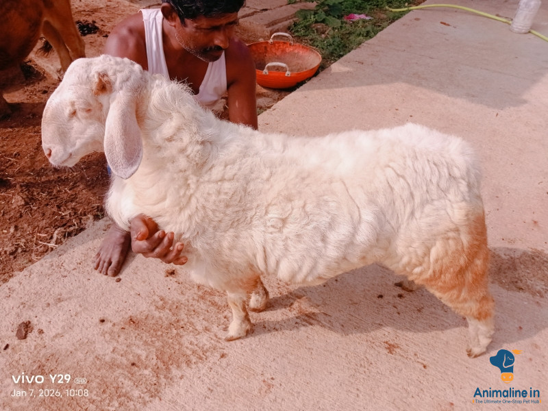 1.5 year male bandur sheep for breading Good quality baby wi
