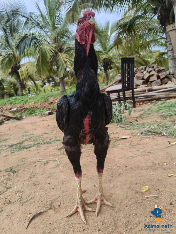 ಮಾರಾಟಕ್ಕಿದೆ ಆರೋಗ್ಯಕರ ಪುರುಷ Desi Murgi or Nati Kohli