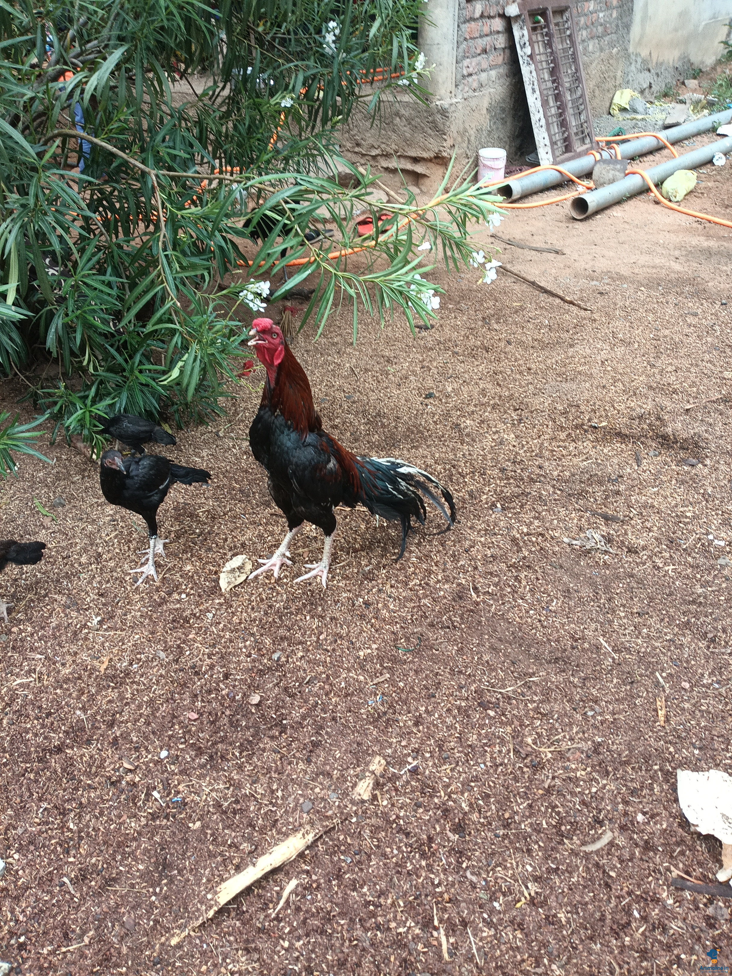 Fighter hen