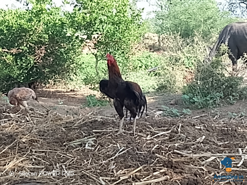 ಕೋಳಿ maratakkide