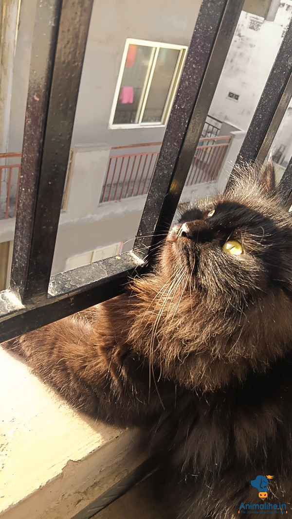 Persian cat