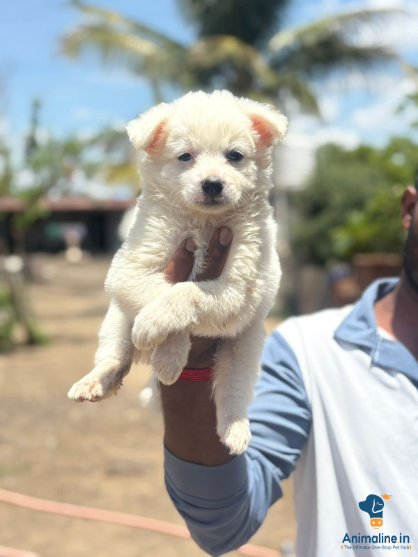 Premium Pomeranian Dog for Adoption