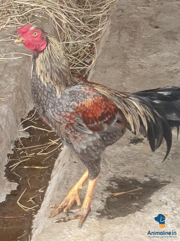 Healthy and Active Male Aseel for Sale