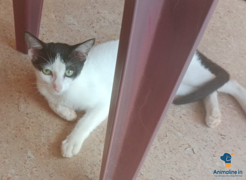 8 months male cat