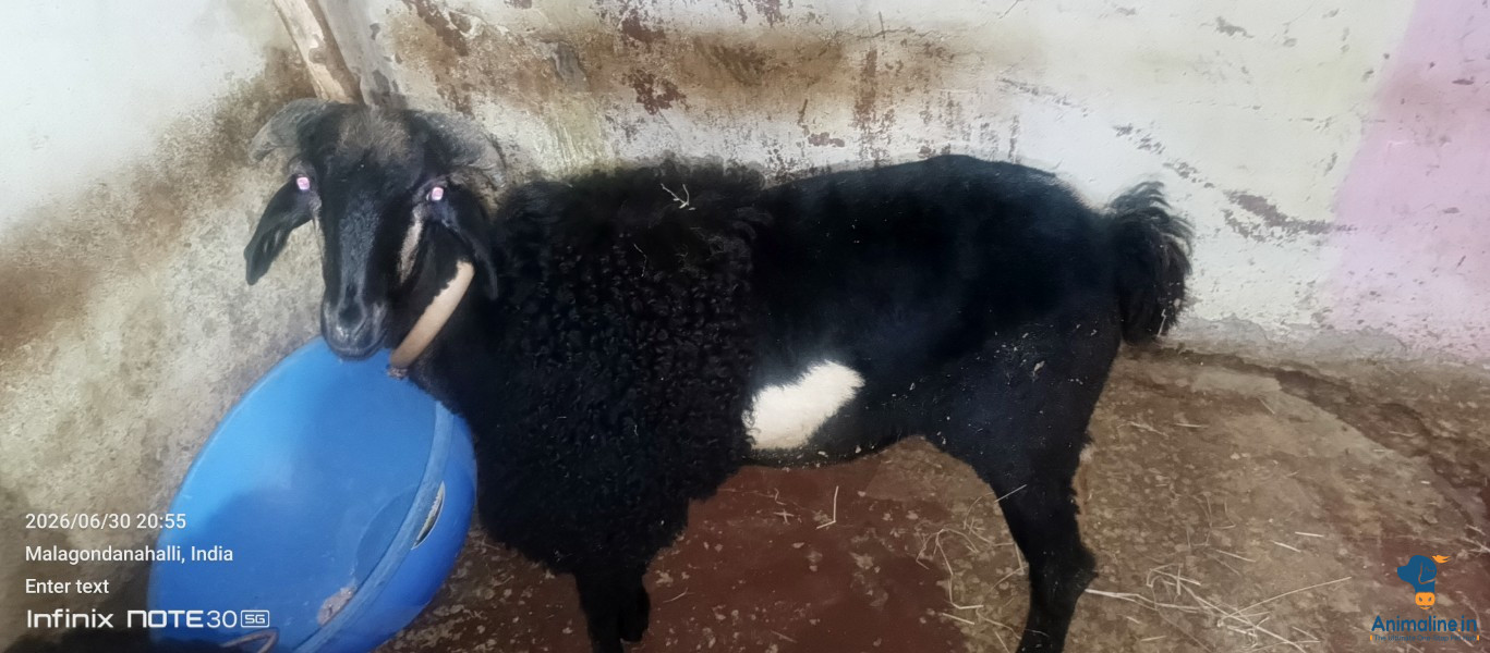 ಪ್ರೀಮಿಯಂ Trichy Black Sheep {}