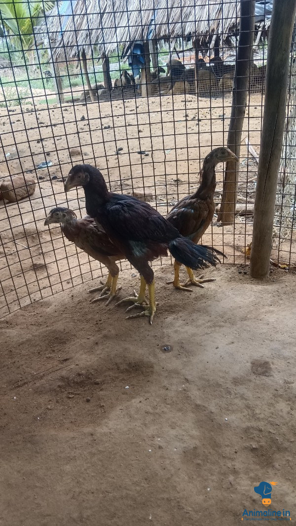 ನಾಲ್ಕು ತಿಂಗಳ ಮರಿ ಬೇಕು ಆಥವ 10 ತಿಂಗಲಮರಿ ಬೇಕು